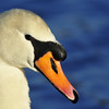 The swan