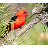 SCARLET TANAGER - ROBERT MOSES